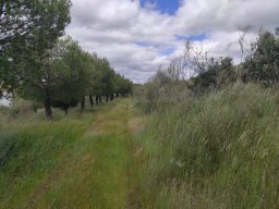 Flora del Cerro Masatrigo